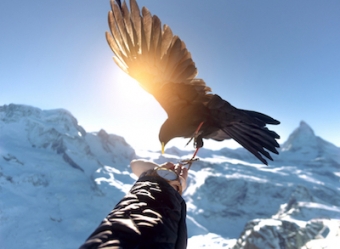 Eagle on hand behind snow mountains