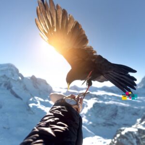 Wild Bird on hand in Zermatt